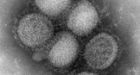 The world is in a swine flu pandemic, WHO tells some members