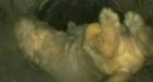 Puppy survives after 'flush' with death