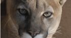 Brackendale, B.C., residents told to be on guard after cougar attack