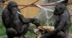 Gorilla caught holding knife at Calgary Zoo