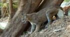 Conservation officers kill cougar that attacked girl