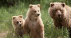 Banff hiking trails close after grizzly sightings