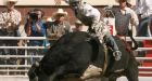 Humane Society wants Stampedes rodeo off the airwaves