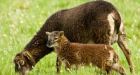 Shrinking sheep blamed on climate change