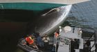 Necropsy set for whale found on cruise ship bow