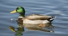 Camera-loving duck killers hunted
