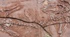Canadian scientist unearths first tree-climbing creature