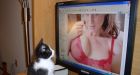 Kitty porn? Man blames cat for illegal images