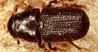 Edmonton scientist battles pine beetle threat