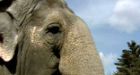 PETA wants aging elephant moved to sanctuary