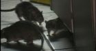 Kill rats before levelling buildings, Vancouver Health urges city