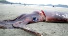 Giant squid sightings show species' unusual trek north