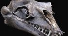 Remains of ancient toothed whale found in California