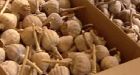 Opium poppy seizure largest in Alberta history