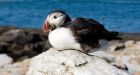 Machias Seal Island offers puffin-watchers paradise