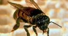 New clue found to disappearing honey bees