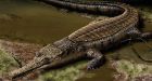 Part-time paleontologist discovers crocodile remains