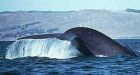 Seismic testing threatens West Coast whales: lawsuit