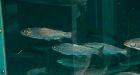 Researchers study sick oilsands fish