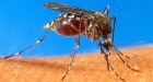 Ripe-fruit odour could drive mosquitoes away