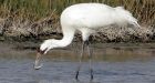 Death rate spikes for endangered cranes