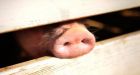 U.S. doctors protest Canadian medical schools killing live pigs