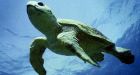 Loggerhead turtles at risk of extinction