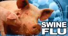 13 swine flu cases confirmed in P.E.I.