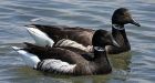 Pacific Geese Skip Migration to Winter in Warming Alaska