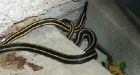 Snakes invade Manitoba housing complex