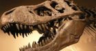 Scientists discover tiny T. rex