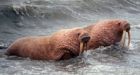 Pause in Arctic's melting trend