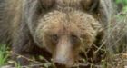 581 grizzlies outside of Alberta mountain parks: experts