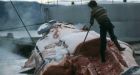 Iceland plans big whalemeat trade