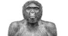 Hominid fossil Ardi came a million years before Lucy