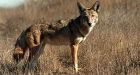 Coyote attacks Ontario teen