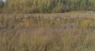 Syncrude oil pit transformed into thriving ecosystem