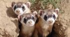 Black-footed ferret back on prairie turf