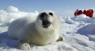 Anti-seal-hunt group urges ban of Canadian seafood in Europe