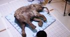 Baby mammoth yields secrets after 40,000 years in Siberian tundra