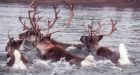 Caribou herds dwindle