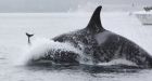 Are whales killing porpoises on purpose, scientists wonder