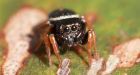 World's first vegetarian spiders discovered