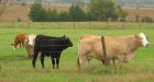 Russia agrees to accept more Canadian beef