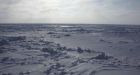 Feds designate critical habitat for polar bear