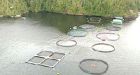 40,000 salmon escape B.C. farm