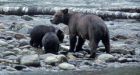 Grizzly numbers drop on B.C.'s central coast