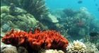 'Freezer plan' bid to save coral