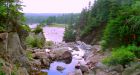 Coyotes attack woman in N.S.
