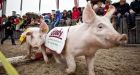 Scientists decode DNA of pig, a research favourite